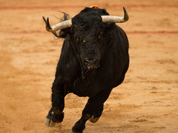 Торо: боевой бык (2)