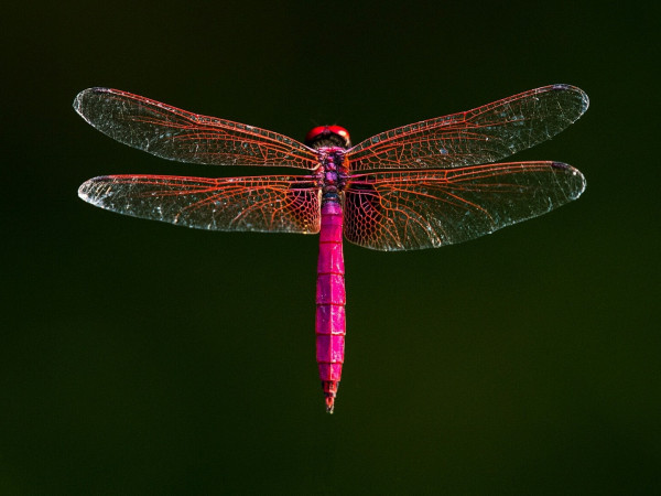 Стрекоза: летающий дракон