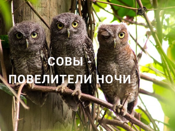 Совы — повелители ночи