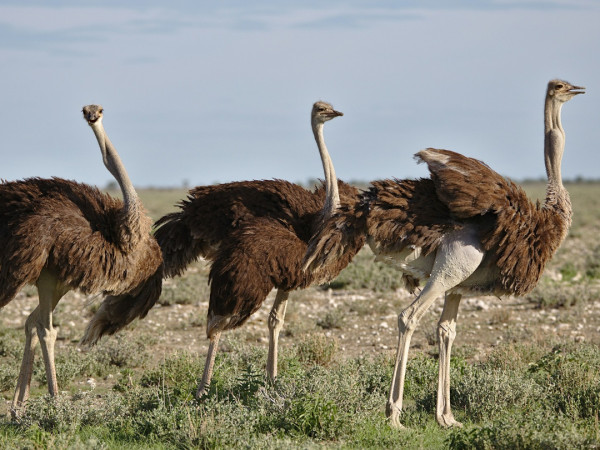 Тайны нелетающих гигантов (2)