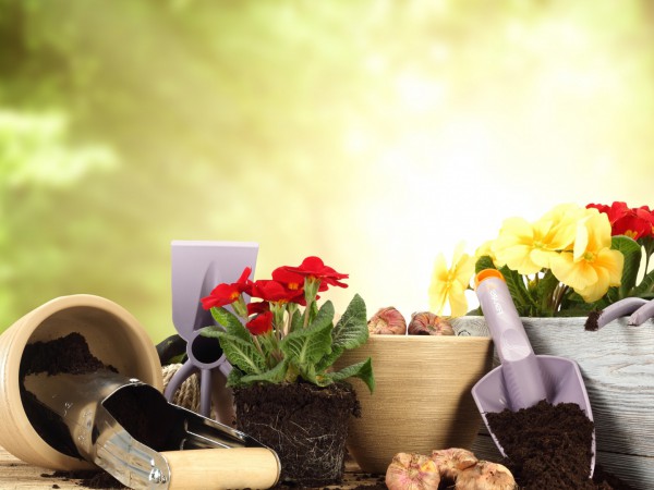 Сад и огород