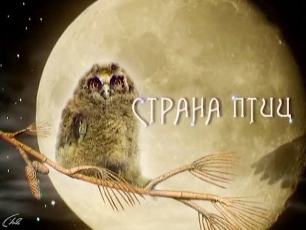 Страна птиц