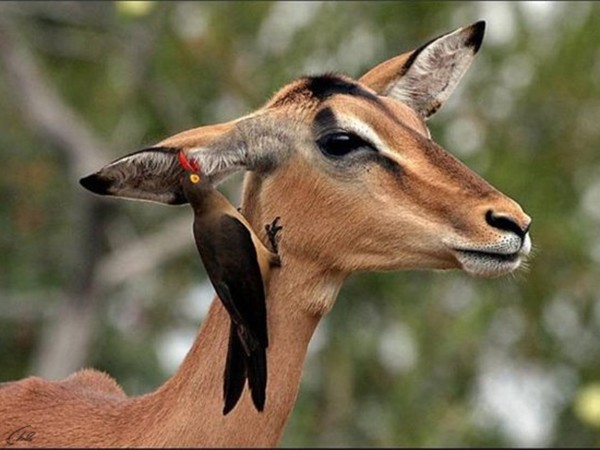 Мир дикой природы