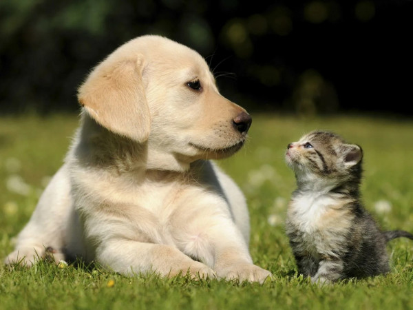 В мире домашних животных