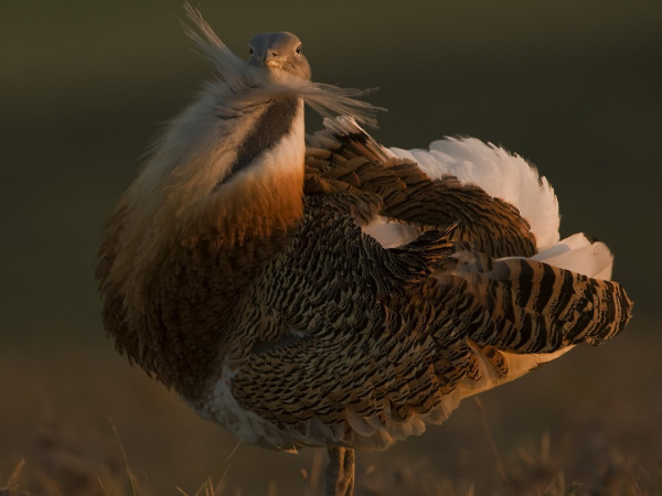 Иберия — земля страсти