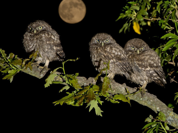 Совы- повелители ночи