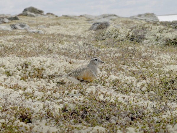 Национальные парки: сокровищницы жизни