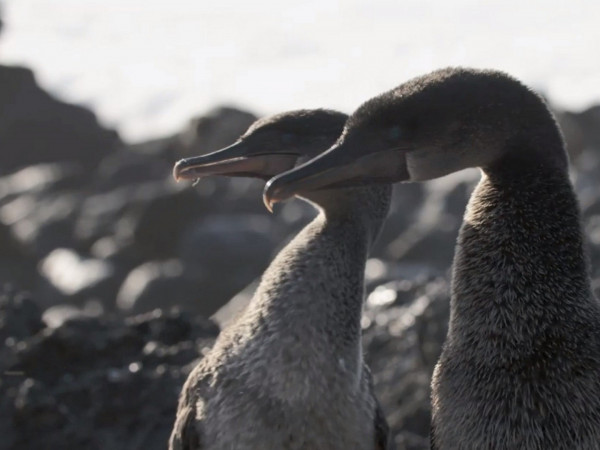 Нелетающие пернатые