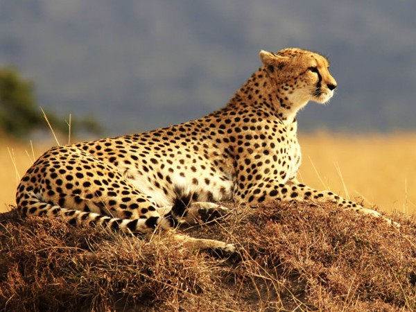 Африканские истории семьи гепардов