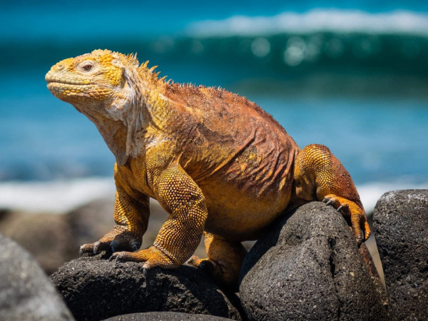 Галапагосы: на краю Земли
