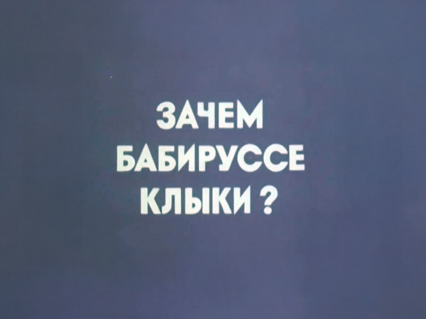 Зачем бабируссе клыки? (2)
