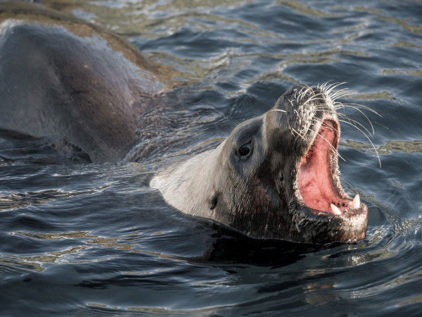 Атлантика: Самый необузданный океан на Земле (2)