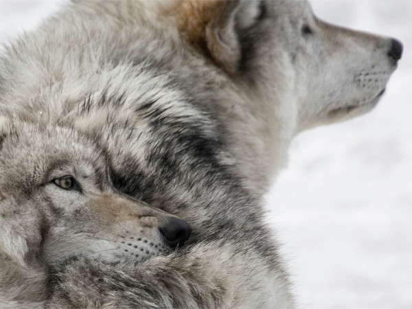 Животные от и до