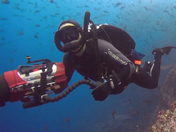 Под водой с акулами (2)