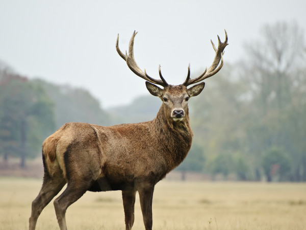Его Величество Олень! (2)