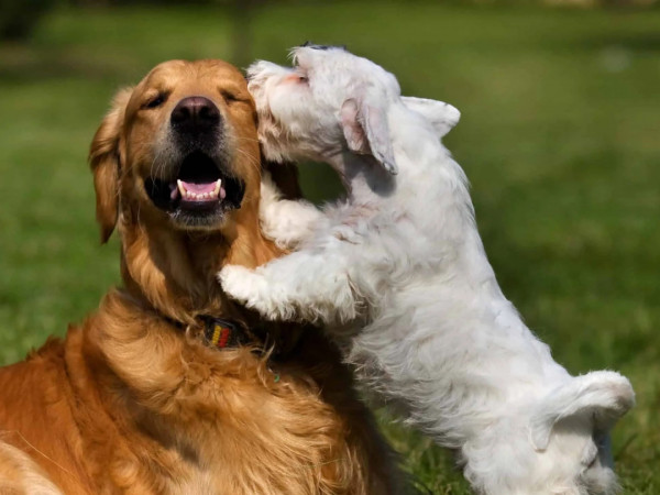 Разговоры с животными