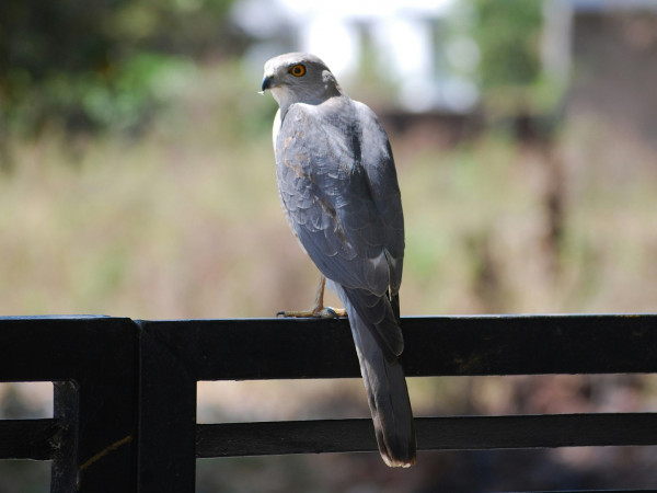 Лесной призрак (2)