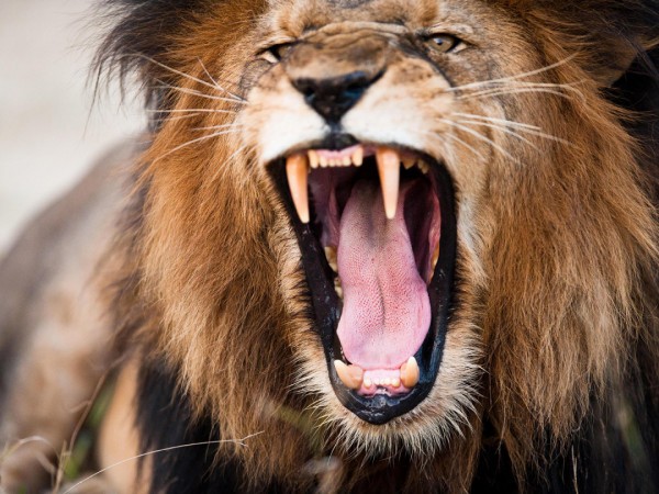 Львы с крокодильей реки