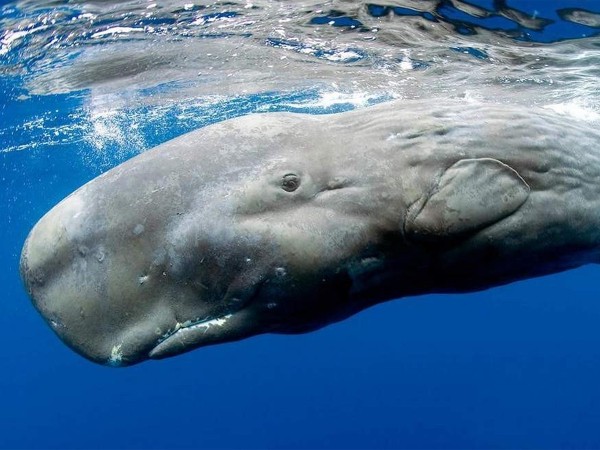 Титаны морей: семейные дела