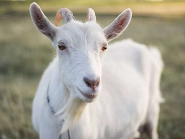 Правила фермера