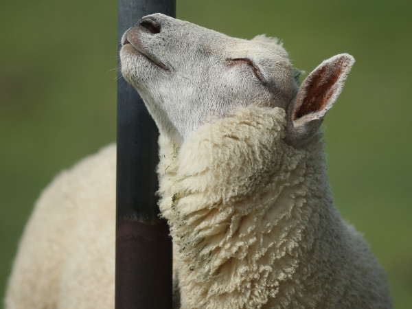 Клонирование (2)