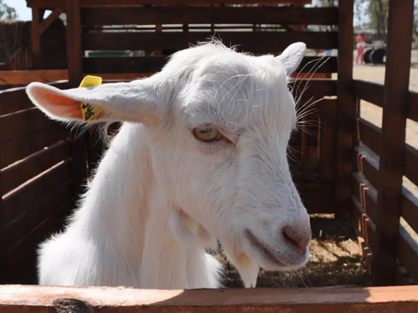 Убойное путешествие (2)