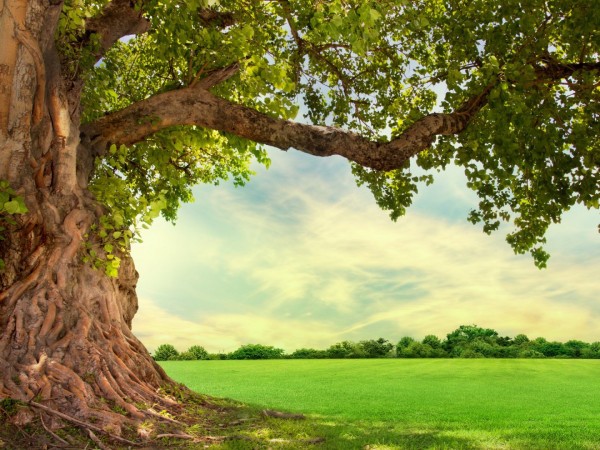 Изобретения природы