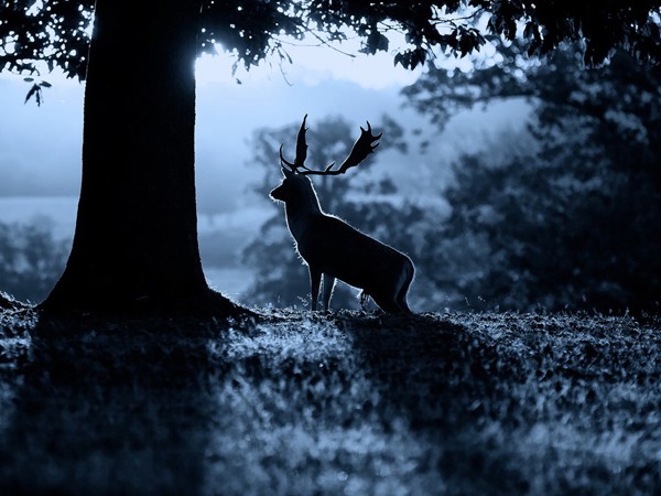 Животные ночью