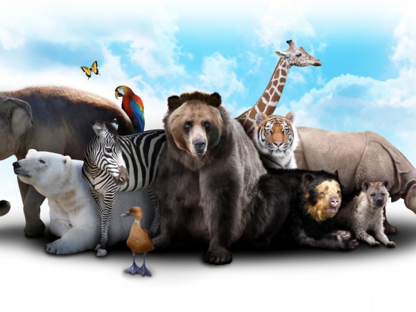 Бойцовый клуб