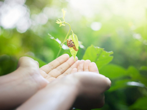 Стремление к природе