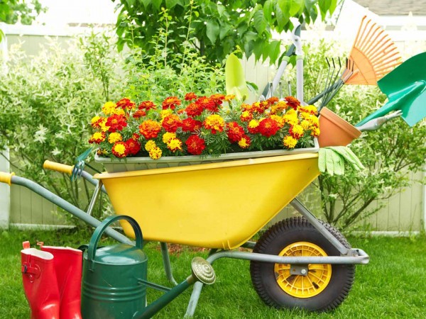 Дачные радости (2)