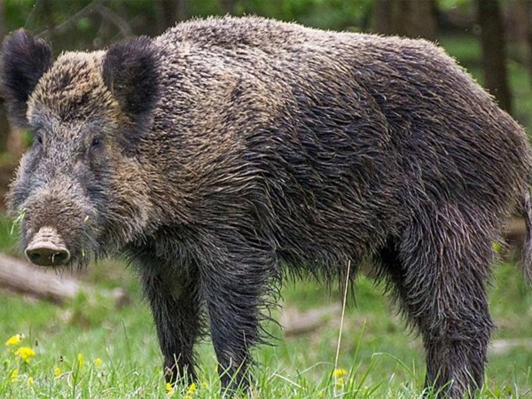Знакомимся с кабанами