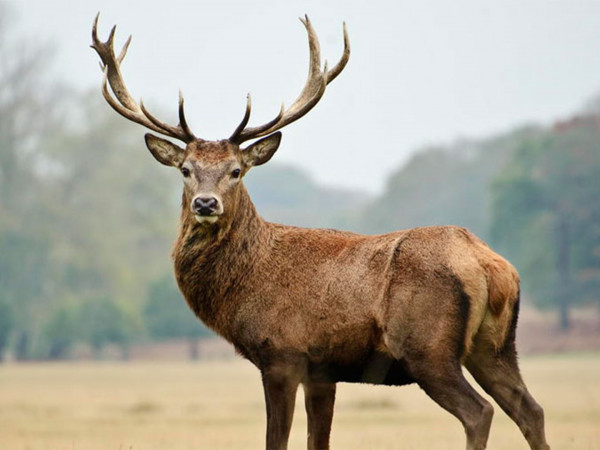 Его Величество Олень!