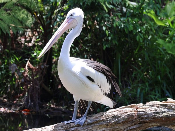 Вторая жизнь (2)