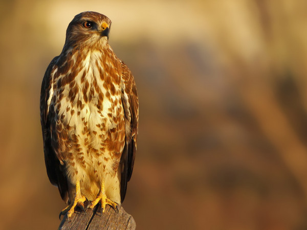 Дикая Италия: главные хищники