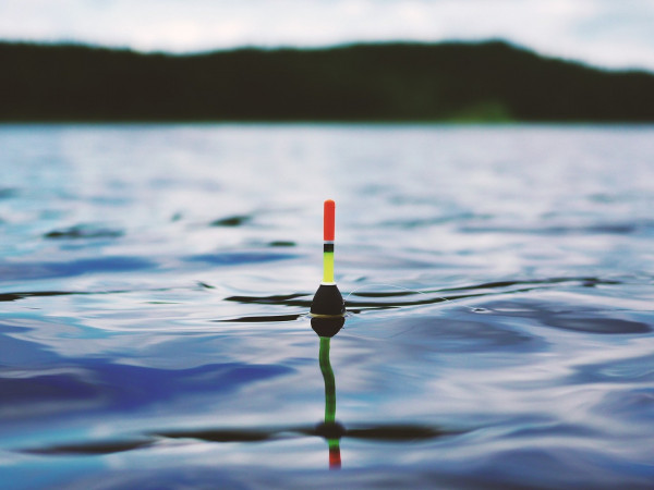 Что рыбе по вкусу?