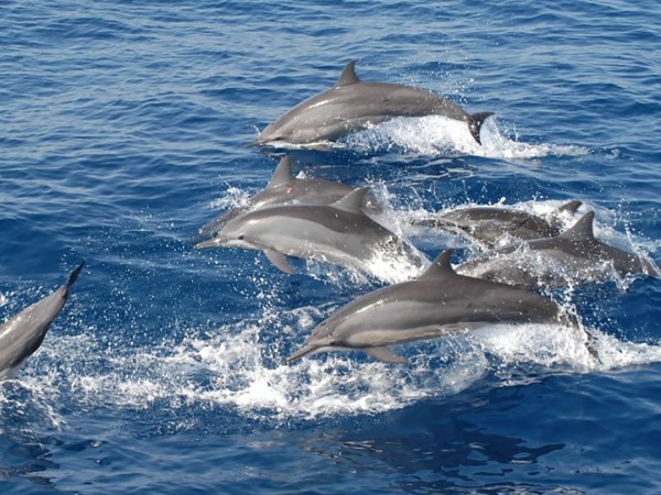 Длинноносые дельфины (2)