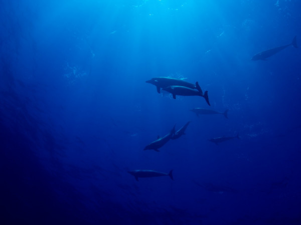 Дикий Туамоту