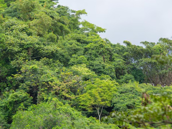 Сердцебиение атлантического леса
