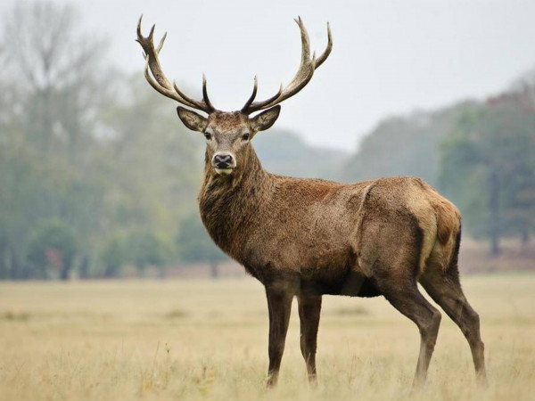 На реву. Трофеи Красного Бора