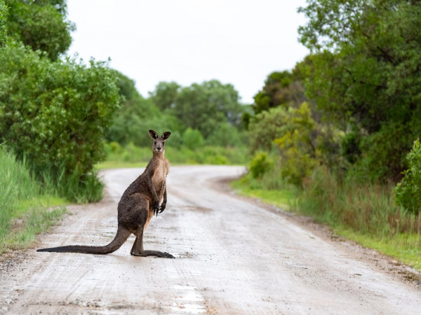 Австралия: путешествие сквозь эволюцию