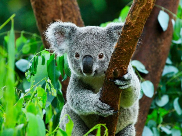 Спаситель коал