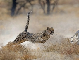 В шкуре зверя