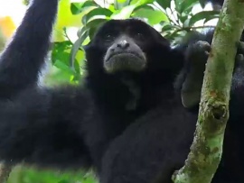 Гиббон — поющая обезьяна