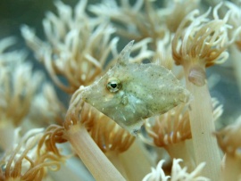 Странные создания океанов