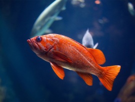 Психология рыбалки