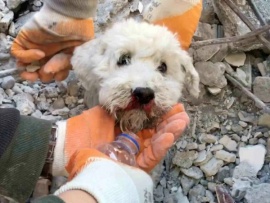 Спасение животных