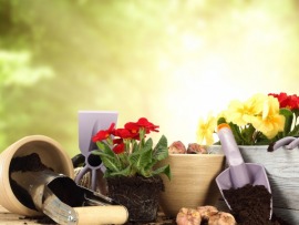 Зеленая передача