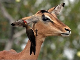 Мир дикой природы