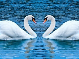 Планета любви